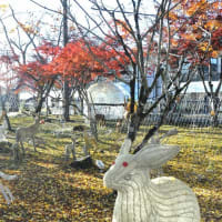 曽木の滝　イルミネーション準備