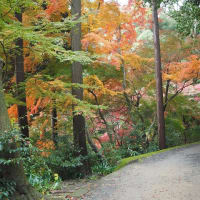 茨木　大門寺の紅葉