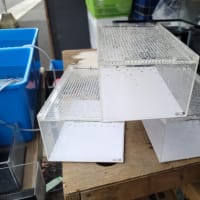 中古ADAキューブキャビネットクリアと600×300×360水槽セット 中古ADAキューブキャビネットクリアと600×300×360水槽セット