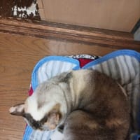 教皇選挙