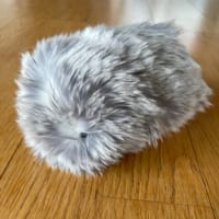 ウチの子