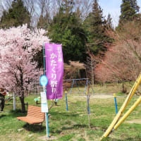 2024早出神社カタクリ祭り　水芭蕉　桜