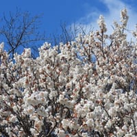 荒山公園の梅林（２０２５年３月９日）