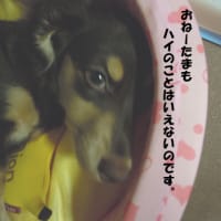 ある意味Ｗヘソ天・・・。