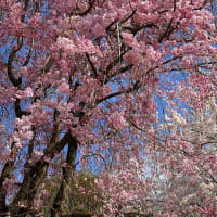 今年の各務原の桜まつりを総括する