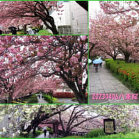 程久保川沿いの八重桜