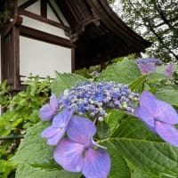 藤森神社の紫陽花苑