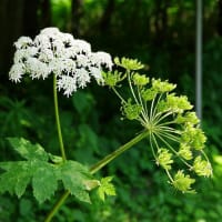 夏の山道　ルリイトトンボなど