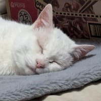 美味しいがんもを母の日に