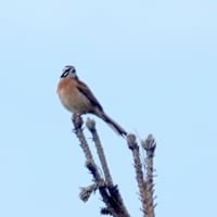 05/25探鳥記録写真-3：はまゆう公園の鳥たち（ウグイス、ホオジロ、カワラヒワ、ヒヨドリ、）
