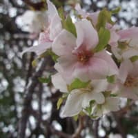 平安神宮の桜