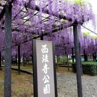 浜松旅行・西法寺公園の藤
