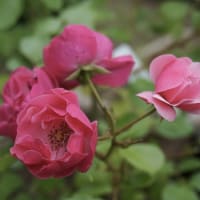 薔薇まつりとおうちごはん