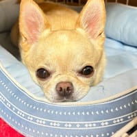 息子が飼っていた金魚