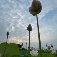 一斉に間違ってる、ってのが、ある
