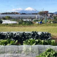 富士山がきれい
