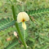 散歩の花～クサネム（草合歓）、白花のハナトラノオ（花虎の尾）