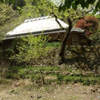 西山の郷のブロッサム　ウワミズザクラ・ナシ・ギョイコウ・トキワマンサク etc.