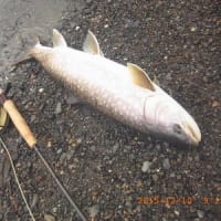 日高河川･･･アメマス