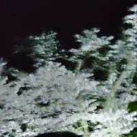 夫とお花見