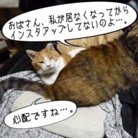 ３匹仲良くしてるかな・・・。