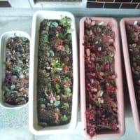 ハルオチアの緊急植え替えです