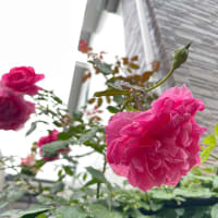 小山内健さんのバラ、シルフィシルフィとつるバラ２番花