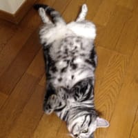 ネコが好き