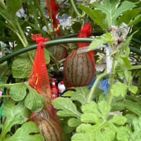 🍉スイカの実(ぞの２)＊プランター育成