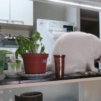 一杯飲み屋
