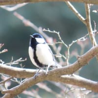 シジュウカラ　香嵐渓