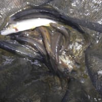 7/8-12 鮎釣り解禁して２週間だが北越三面川は🐟魚の成長遅れて群れ鮎が多いかなー❕❓