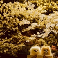 お花追っかけ～～・・・＠五条川　夜桜