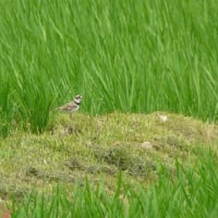 青田風が吹くところで