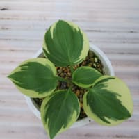 交配実生のオリジナルギボウシ、