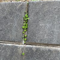 オサンポ walk - 植物plant : スキマ草 Sukima-soh--ネックレス like a necklace