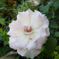 🌸木陰のお花達😊🌸