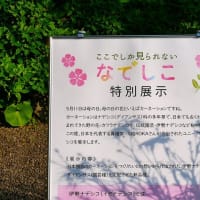 なでしこ特別展示