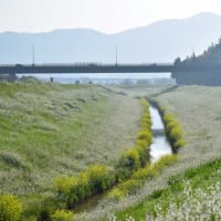 菜の花の散歩道