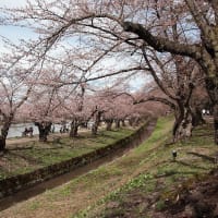 弘前公園（弘前城）の桜　ラスト