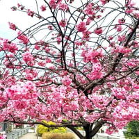 反町公園のさくら