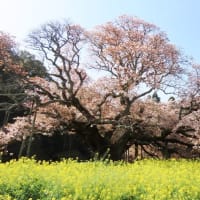 2024吉高の大桜（4月11日）