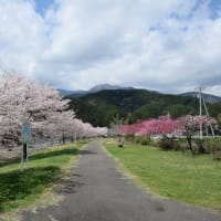 今年の桜は長持ち　南部町の桜の状況