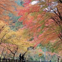 2024.奥津渓の秋