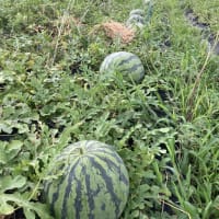 ２０２４年産の西瓜