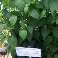 姫百合、フジバカマ・・・京都薬用植物園