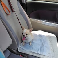 蓮ちゃんナナちゃん美容院へ