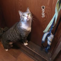 入りたい欲求は突然に