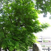 金沢市: 犀星の道：犀川河畔芭蕉句碑 ② 小松砂丘の筆による！