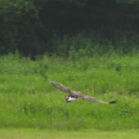 朝の探鳥 19/7/6